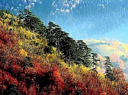 Непрегледни низови златиборских брда који подсећају на замрзнуте таласе зеленог океана  Црвена земља на огољеним планинским превојима прошарана каменим блоковима и ниским жбуњем  Висока стабла јела која праве потпуни мрак у дубини златиборских кланаца  Кратка и оштра планинска трава која се жути под врелим летњим сунцем на Чиготи  Сребрне гране бреза које праве контраст тамним и тешким крошњама борова  Залеђена површина језера која пуца под притиском ниских температура стварајући шаре попут мреже