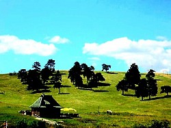 Планински врх без дрвећа на коме само небо додирује оштру и суву траву  Снопови влажне папрати која се повија над малим планинским потоком  Мирис запаљене боровине који се шири из удаљеног засеока кроз хладан ваздух  Сребрне љуске лишајева на грани коју је гром одавно осушио  Поглед на пашњаке који у даљини изгледају као нагужвана зелена свила  Сиви соко који непомично лебди на ветру изнад кањона реке Увац  -  Бескрајна тишина планинског поља коју прекида само удаљени звук меденице  Ниско жбуње које под снегом добија облике необичних белих скулптура  Сува стабљика дивљег мака која штрчи из пукотине у каменој литици  Светлосни прстенови око врхова борова у тренутку кад сунце залази иза гребена  Падина прекривена хиљадама ситних шишарки које пуцкетају под корацима